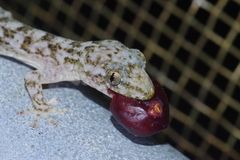 Hokou Gecko photo 5