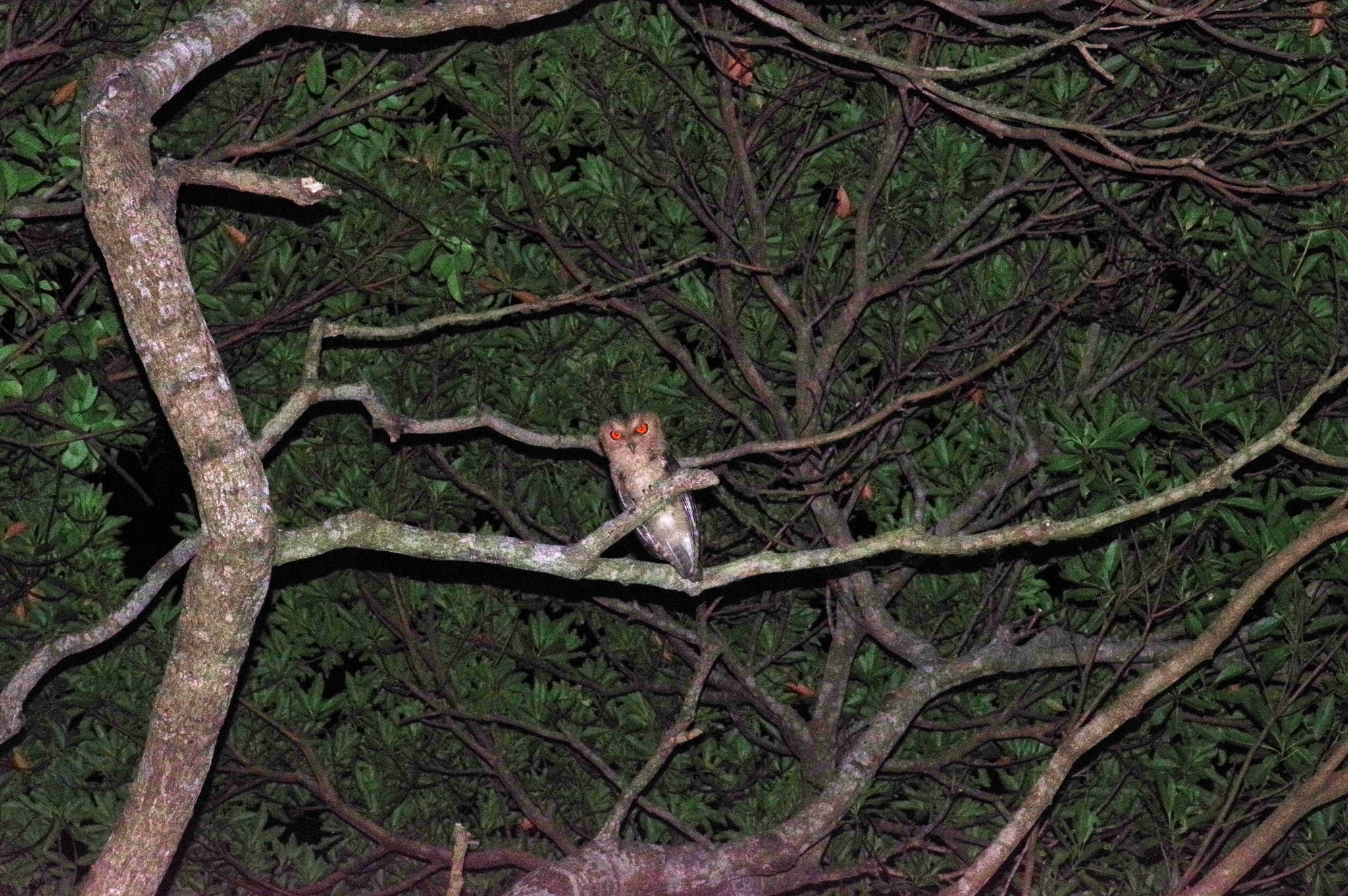 Japanese Scops Owl (Otus semitorques), photo 4
