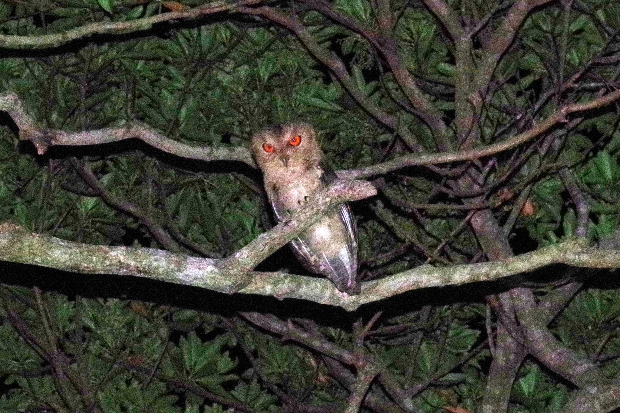Japanese Scops Owl (Otus semitorques), photo 3