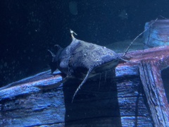 Dwarf Goonch photo 3