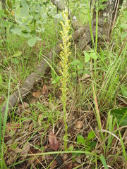 Satyrium volkensii