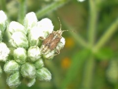 Harmostes fraterculus