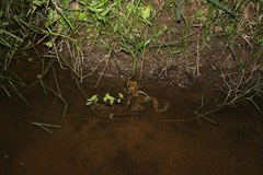 Mantidactylus grandidieri