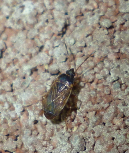 Cryphula trimaculata photo 2