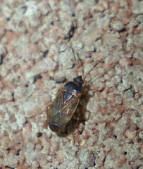 Cryphula trimaculata