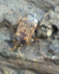 Cryphula trimaculata