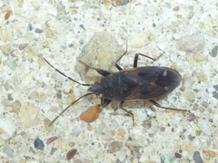 Eremocoris