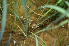 Mantidactylus grandidieri