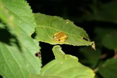 Heterixalus betsileo