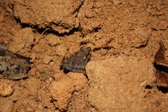 Mantidactylus betsileanus