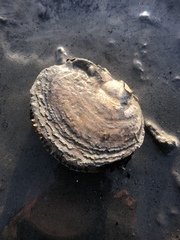Ostrea edulis
