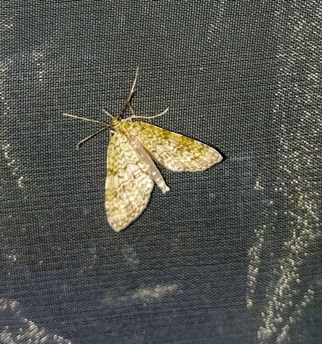 Phthonoloba altissima