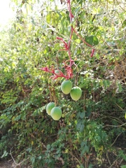 Passiflora viridiflora