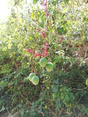 Passiflora viridiflora