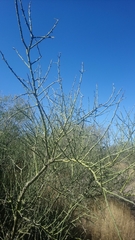Parkinsonia texana macra