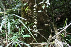 Medinilla sedifolia image