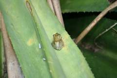 Guibemantis liber