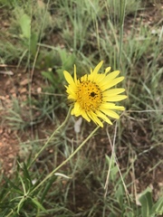Berkheya zeyheri
