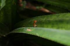Guibemantis liber