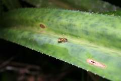Guibemantis liber