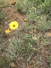 Berkheya zeyheri