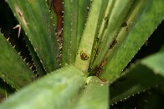 Guibemantis liber
