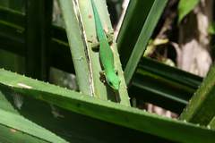 Phelsuma lineata elanthana