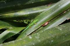 Phelsuma quadriocellata