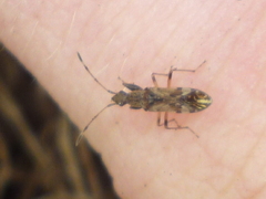 Neopamera albocincta