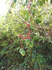 Passiflora viridiflora