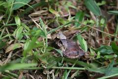 Gephyromantis plicifer