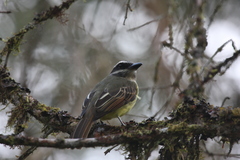 Myiodynastes hemichrysus
