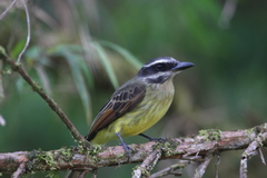 Myiodynastes hemichrysus