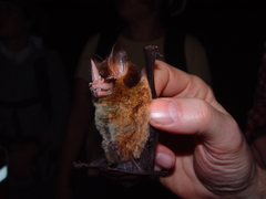 Gardnerycteris crenulatum