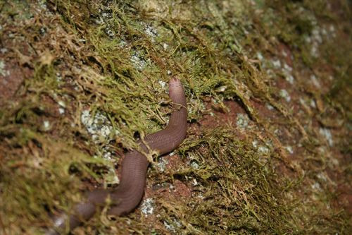 Andasibe Blind Snake