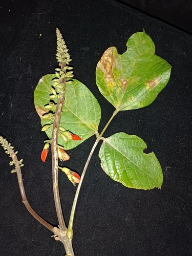 Image of Erythrina edulis by no rights reserved