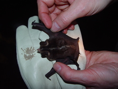 Gardnerycteris crenulatum