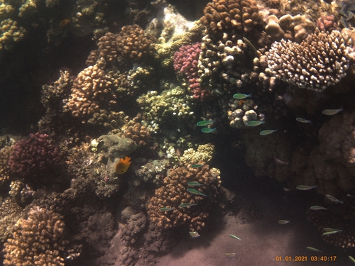 Sulfur Damsel — seen at this dive site