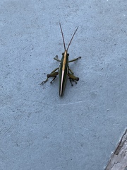 Staleochlora trilineata