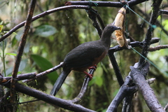 Chamaepetes goudotii