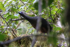 Chamaepetes goudotii