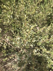 Diospyros lycioides nitens