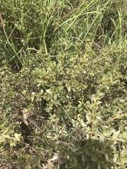Diospyros lycioides nitens