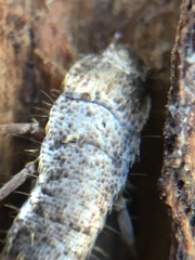 Allacrotelsa spinulata