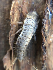 Allacrotelsa spinulata