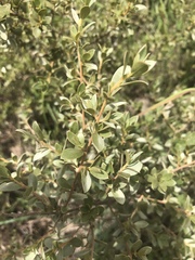Diospyros lycioides nitens