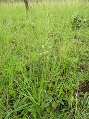 Habenaria retinervis