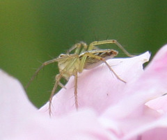 Oxyopidae