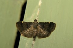 Pyralinae