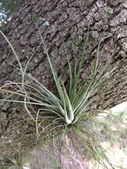 Tillandsia utriculata